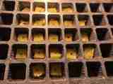 Close-up of rockwool seed plugs showing the first roots and green sprouts during the Jupiter 7 hydroponics germination test.