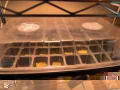 Seed-starting tray with rockwool plugs under a humidity dome and grow light for the Jupiter 7 hydroponics prototype.
